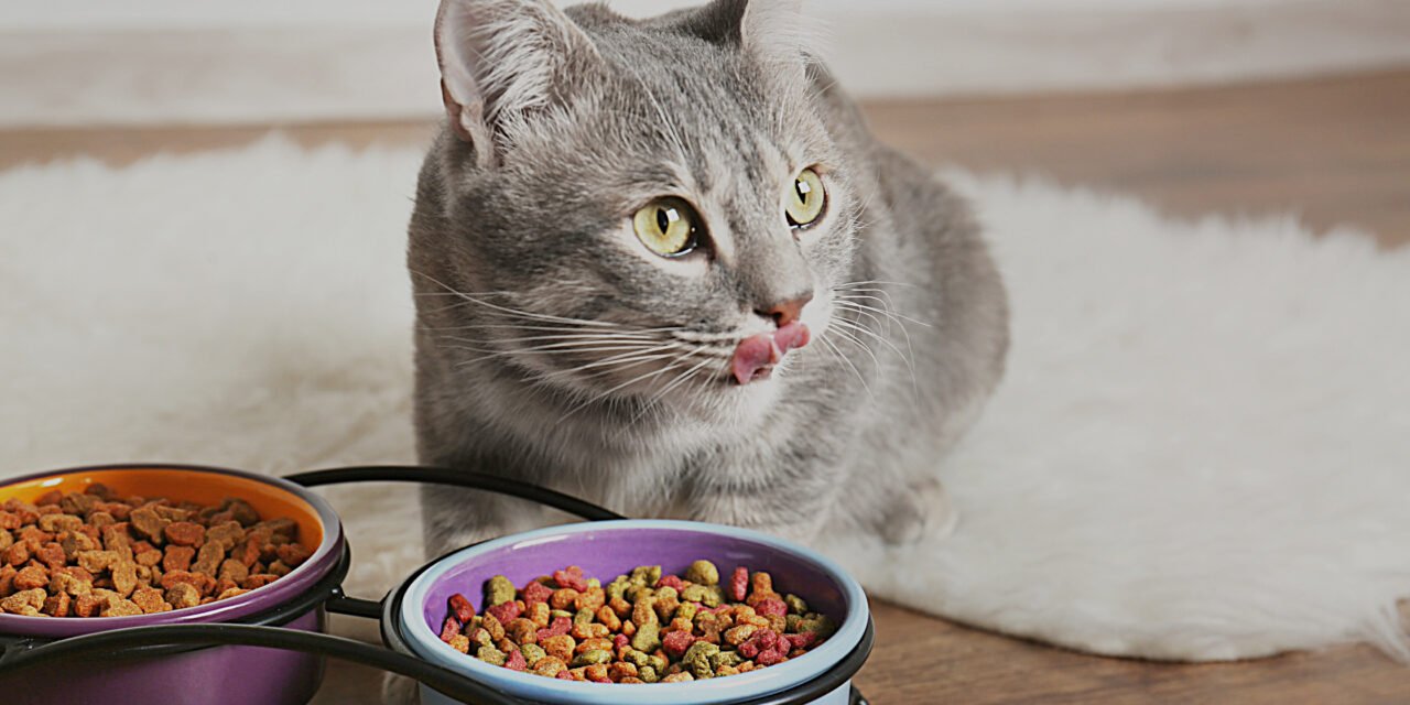 The Top 33 Best Cat Food Brands In America