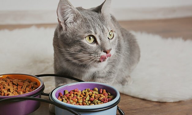 The Top 33 Best Cat Food Brands In America